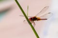 A red dragonfly landed on a bamboo shoot Royalty Free Stock Photo