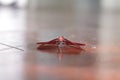 a red dragonfly landed on the floor of the house