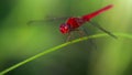 red dragonfly, wings wide open, landing on a blade of grass. macro photography of this delicate and fragile Odonata insect Royalty Free Stock Photo