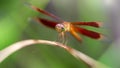 macro photo of an elegant multicolored dragonfly about to fly away from a leaf, in the tropical rainforest of Thailand. 