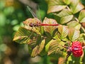 Red dragonfly landed on shiny green leaves