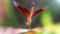 colorful red and orange dragonfly landing on a branch, macro photo of this elegant and fragile predator with wings wide open Royalty Free Stock Photo