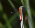 Red dragonfly lands on blade of grass Royalty Free Stock Photo