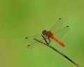 Red Dragonfly lands on blade of grass Royalty Free Stock Photo