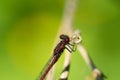 red dragonfly on a leaf Royalty Free Stock Photo