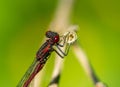red dragonfly on a leaf 02 Royalty Free Stock Photo
