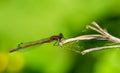 red dragonfly on a leaf Royalty Free Stock Photo