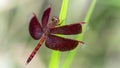 gracious red dragonfly on a blade of grass, wings wide open, macro photo. elegant and fragile insect from the odonata family Royalty Free Stock Photo