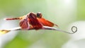 Red dragonfly on a leaf, macro photo of this gracious and fragile Odonata insect with backlit on a green background Royalty Free Stock Photo