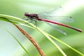 Red dragonfly