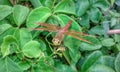 Red Dragonfly Looks like Helikopter On The leaf Royalty Free Stock Photo