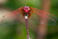 Red Dragonfly Macro Royalty Free Stock Photo