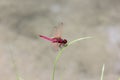 Red dragonfly macro photo, Amazing closeup of dragonfly resting on the grass top in the nature.