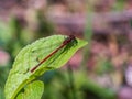 Red dragonfly. Mature adult of Large red damselfly sitting on the leaf in summer