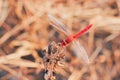 Red dragonfly in nature outdoor on blurred background Royalty Free Stock Photo