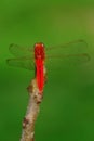 Red dragonfly perch on a branch