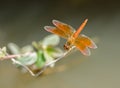 Red dragonfly perched on a branch above the pond. Royalty Free Stock Photo