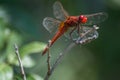 Red dragonfly perched on a branch of bokeh background Royalty Free Stock Photo
