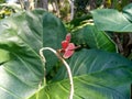 Red dragonfly perched on a dry branch. blurred green foliage background. selected focus. Royalty Free Stock Photo