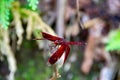 A red dragonfly perched on a grass stalk Royalty Free Stock Photo