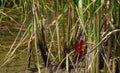 a red dragonfly perched on a rice stalk Royalty Free Stock Photo