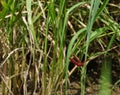 a red dragonfly perched on a rice stalk Royalty Free Stock Photo