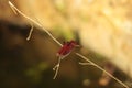 a red dragonfly perched on a small tree branch Royalty Free Stock Photo