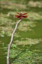 Red dragonfly Royalty Free Stock Photo