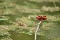 Red dragonfly Royalty Free Stock Photo