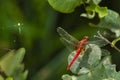 Red dragonfly perching on green leaf with spider web background Royalty Free Stock Photo