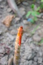 Red dragonfly picture beautiful pictures close up on plant leaf, animal insect macro, nature garden park Royalty Free Stock Photo