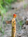 Red dragonfly picture beautiful pictures close up on plant leaf, animal insect macro, nature garden park Royalty Free Stock Photo