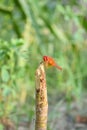 Red dragonfly picture beautiful pictures close up on plant leaf, animal insect macro, nature garden park Royalty Free Stock Photo