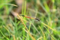 Red dragonfly picture beautiful pictures close up on plant leaf, animal insect macro, nature garden park Royalty Free Stock Photo