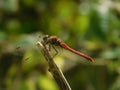 Red Dragonfly. Royalty Free Stock Photo