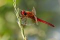 Red Dragonfly Royalty Free Stock Photo