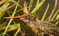 Red Dragonfly resting