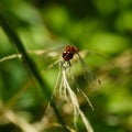 Red dragonfly resting on a blade of grass