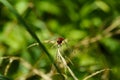 Red dragonfly resting on a blade of grass Royalty Free Stock Photo