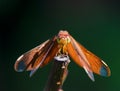 Red dragonfly resting on branch Royalty Free Stock Photo