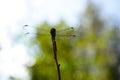red dragonfly resting on a branch with bokeh Royalty Free Stock Photo