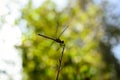 red dragonfly resting on a branch with bokeh Royalty Free Stock Photo