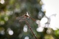 red dragonfly resting on a branch with bokeh Royalty Free Stock Photo