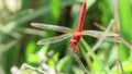 a red dragonfly resting on a dried tree branch with blurry murky water canal background Royalty Free Stock Photo