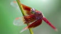 Red dragonfly resting on a stem, macro photography of this colorful and fragile Odonata insect