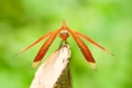 Red Dragonfly resting on tree branch Royalty Free Stock Photo