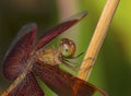 Red dragonfly on a tree branch Royalty Free Stock Photo