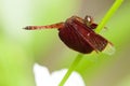 Red Dragonfly Royalty Free Stock Photo