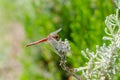 Red dragonfly rests on leaf Royalty Free Stock Photo