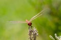 Red dragonfly rests on leaf.Blurred background. Royalty Free Stock Photo